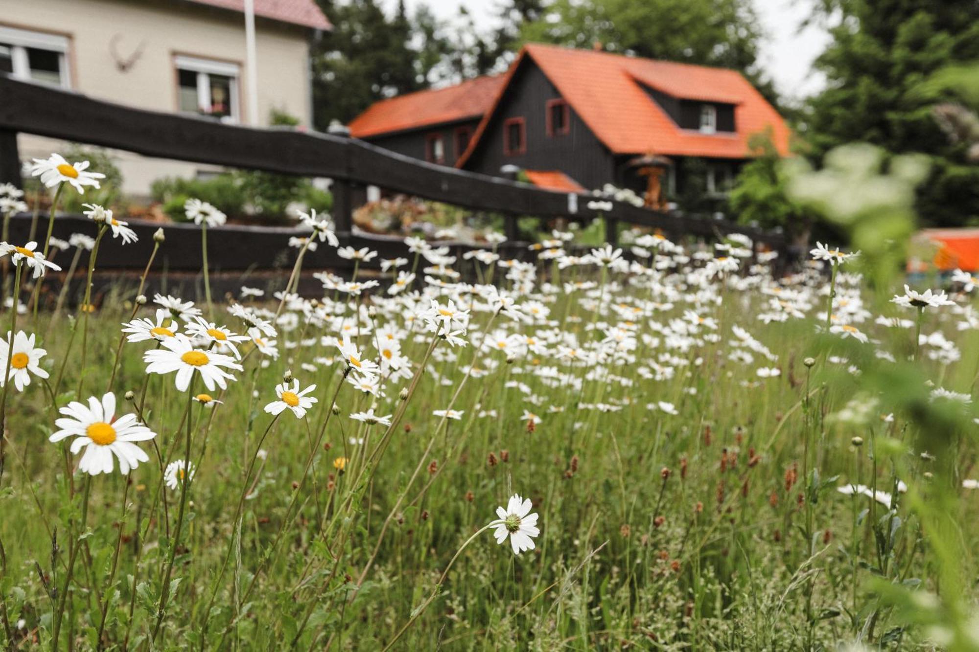 Terrassenhaus Im Harz, Pool, Sauna, Wlan Appartement *
